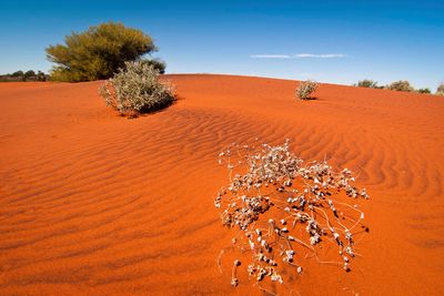 uluru red dunes