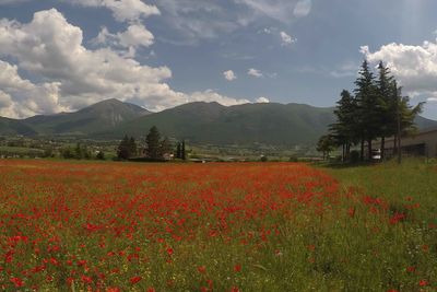 red poppy fields in Umbria