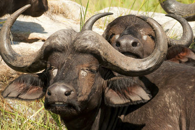 a buffalo