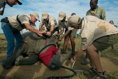 rhinos without borders conservation