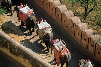 Amber fort and elephants