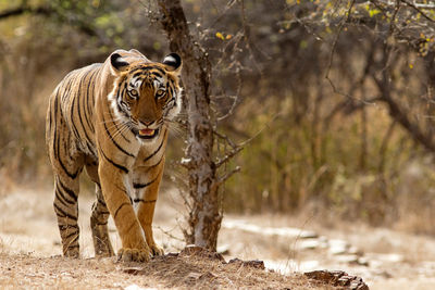 Bengal Tiger Ranthambhore Rajastan