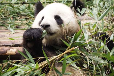 chengdu panda