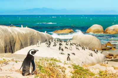 pengoins in cape town