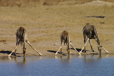 zimbabwe giraffe