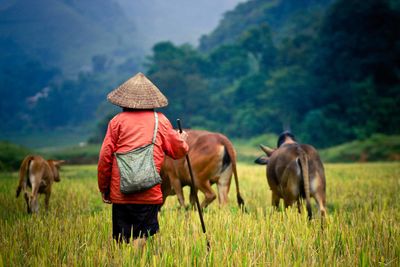 Farming in laos