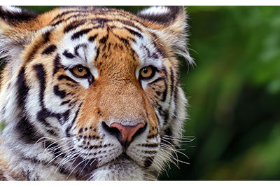 Tigers