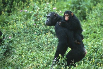 Uganda young chimpanzee