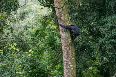 chimpanzee climbing a tree in Rwanda