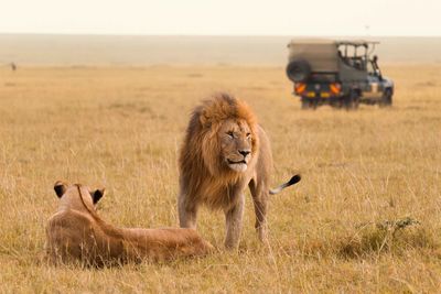 lions safari in kenya