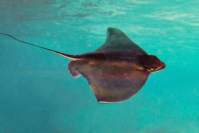 stingray