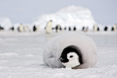 Antarctica penguin