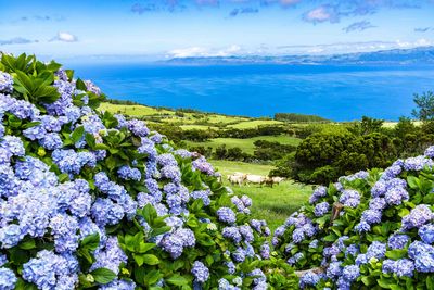 flowers in the azores
