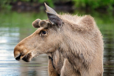 Moose in Water