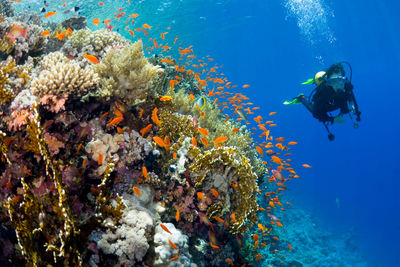 Diving with Fish