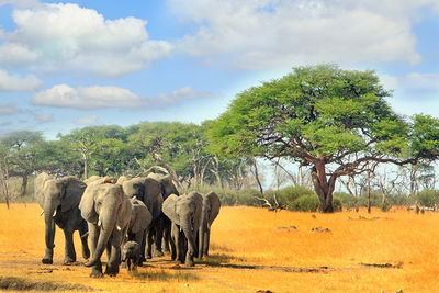 elephant safari zimbabwe hwange national park