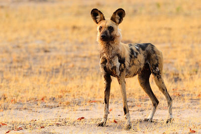zambia wild dog
