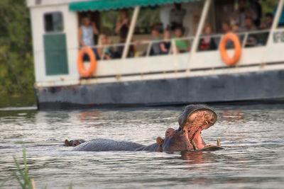 zambezi river zambia wildlife hippo