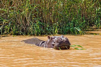 hippo water safari