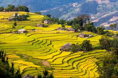 Ha Giang rice terrace