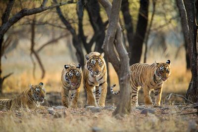 ambush of tigers india