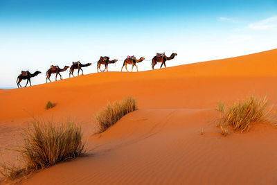 Caravan Camels Morocco