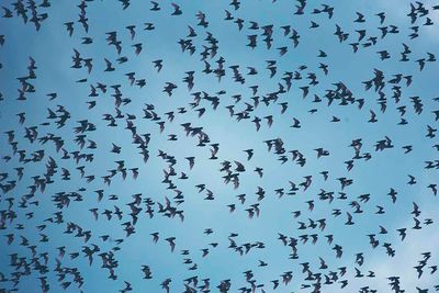 Zambia Bat Migration