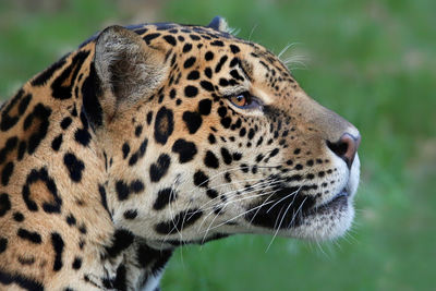 Jaguar Guyana