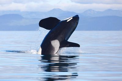 Orca Spotting