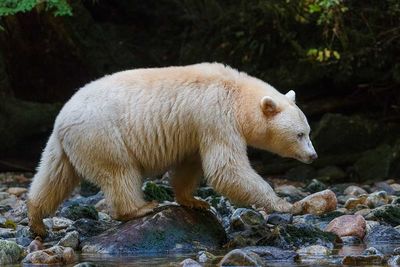 Spirit Bear Hunting