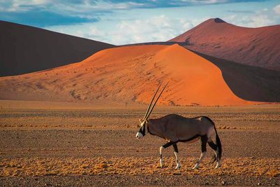 The Namib Desert