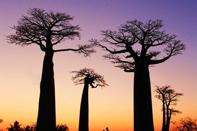 Baobab Trees in Madagascar