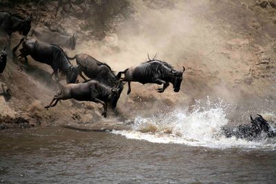 Jumping Wildebeest