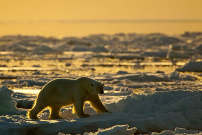 Svalbard Polar Bear