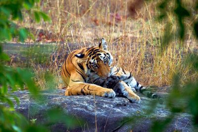 Tiger In The Grass India
