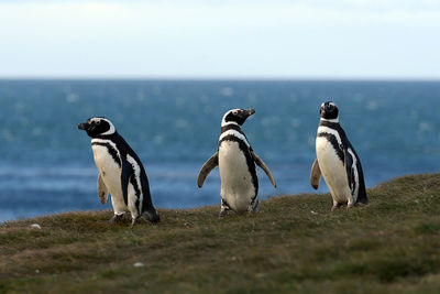 penguins punta arenas