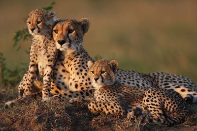 cheetah family