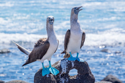 Blue-footed boobies