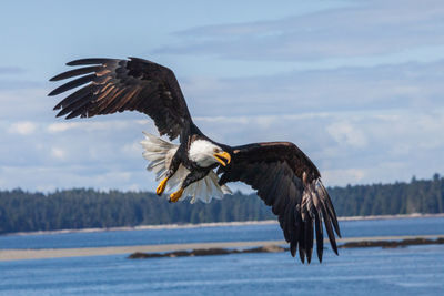 Bald eagle