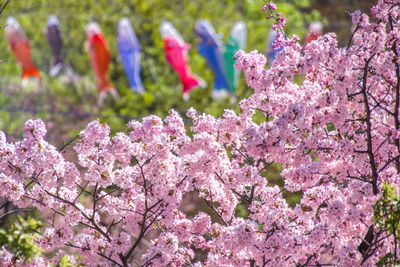 Cherry blossom