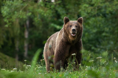 brown bear in romania