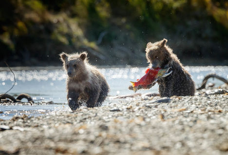 Bear cubs in British Columbia
