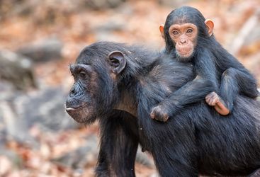 mahale chimps