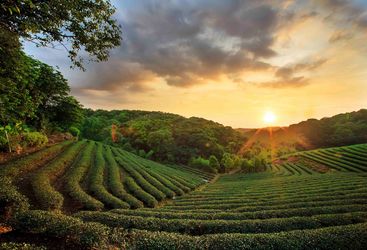 Sunsetting over tea plantations