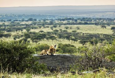 Roaring Lion in the Endless Plains