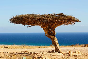 A Gnarled Tree in Musandam