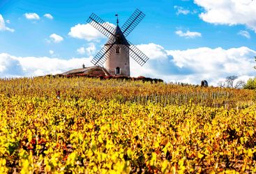 Windmill in yellow fields
