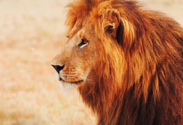Majestic lion in Southern Kenya