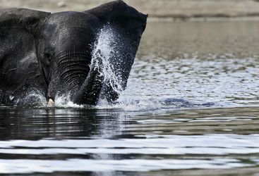 Elephant throwing water