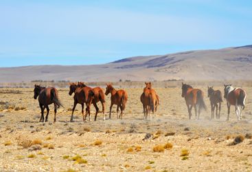 Horses on a ranch in Argentina